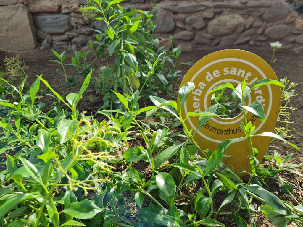 foto de l'herba de Sant Jordi del jardí del MATBC